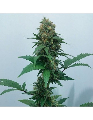 Vanilla Kush - Barney's Farm femminizzati Barney's Farm €25,00