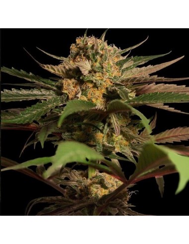 Violator Kush - Barney's Farm femminizzati Barney's Farm €27,00