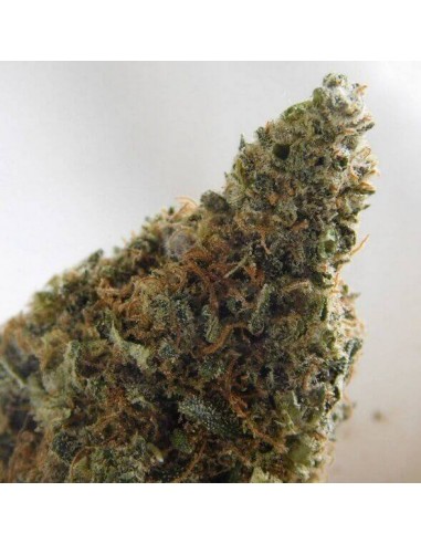 Violator Kush - Barney's Farm femminizzati Barney's Farm €27,00