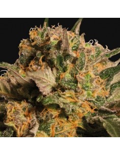 Violator Kush - Barney's Farm femminizzati Barney's Farm €27,00 2