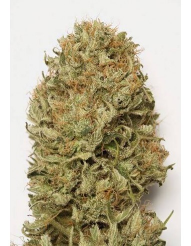 Blue Dream AUTO - Humboldt Seed Organization femminizzati Humboldt Seed Organization €27,00