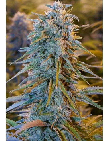 Blue Dream - Humboldt Seed Organization femminizzati Humboldt Seed Organization €27,00