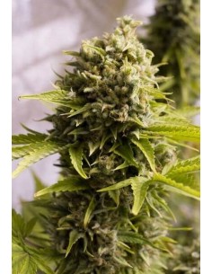 Bubba Cheese AUTO - Humboldt Seed Organization femminizzati Humboldt Seed Organization €27,00