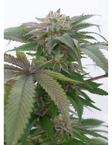 Bubba Kush 2.0 - Humboldt Seed Organization femminizzati Humboldt Seed Organization €27,00