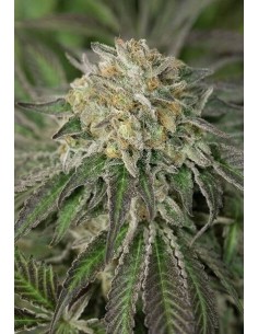 Amherst Sour Diesel - Humboldt Seed Organization femminizzati Humboldt Seed Organization €25,00