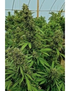 Chemdawg - Humboldt Seed Organization femminizzati Humboldt Seed Organization €27,00