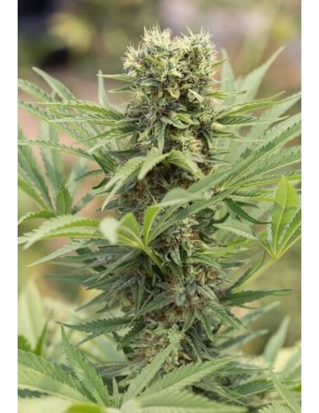 Dedoverde Haze - Humboldt Seed Organization femminizzati Humboldt Seed Organization €30,00