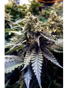 Chocolate Mint Og - Humboldt Seed Organization femminizzati Humboldt Seed Organization €26,00