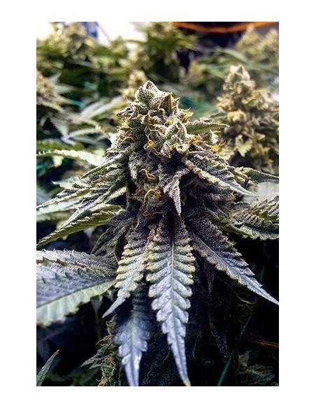 Chocolate Mint Og - Humboldt Seed Organization femminizzati Humboldt Seed Organization €26,00