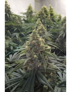 Desert Diesel - Humboldt Seed Organization femminizzati Humboldt Seed Organization €25,00