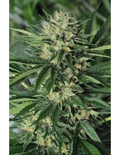 Dr Greenthumb's Em-Dog By B-Real - Humboldt Seed Organization femminizzati Humboldt Seed Organization €36,00