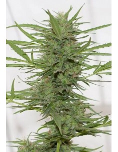 Dr. Greenthumb's Dedoverde Haze AUTO - Humboldt Seed Organization femminizzati Humboldt Seed Organization €24,00