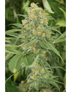 Green Crack - Humboldt Seed Organization femminizzati Humboldt Seed Organization €29,00