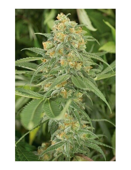 Green Crack - Humboldt Seed Organization femminizzati Humboldt Seed Organization €29,00