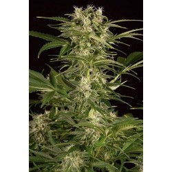 Lemon Juice Express AUTO - Humboldt Seed Organization femminizzati Humboldt Seed Organization €20,00