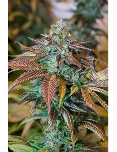 Lemon Kush Headband - Humboldt Seed Organization femminizzati Humboldt Seed Organization €28,00