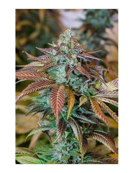 Lemon Kush Headband - Humboldt Seed Organization femminizzati Humboldt Seed Organization €28,00