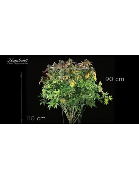 Lemon Kush Headband - Humboldt Seed Organization femminizzati Humboldt Seed Organization €28,00