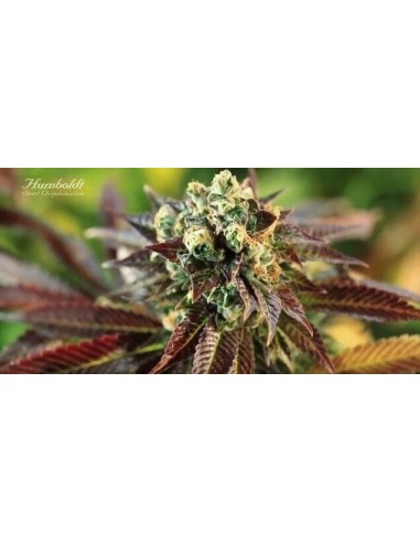 Lemon Kush Headband - Humboldt Seed Organization femminizzati Humboldt Seed Organization €28,00