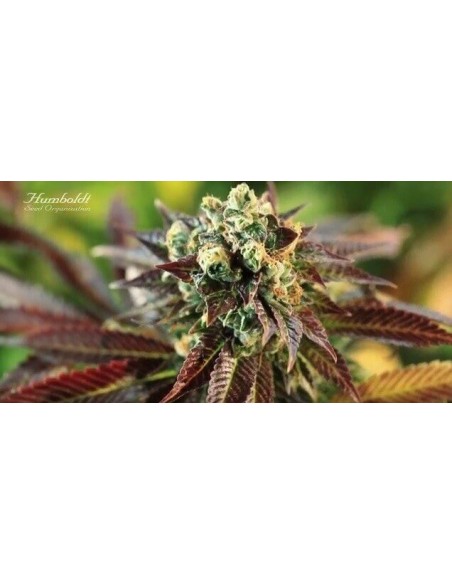 Lemon Kush Headband - Humboldt Seed Organization femminizzati Humboldt Seed Organization €28,00