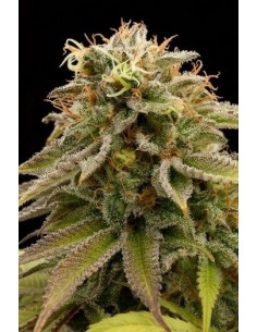 Lemon Thai Kush - Humboldt Seed Organization femminizzati Humboldt Seed Organization €30,00