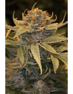 Lost Coast OG - Humboldt Seed Organization femminizzati Humboldt Seed Organization €23,00