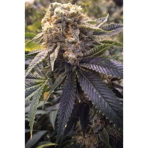 Lost Coast Hash Plant - Humboldt Seed Organization femminizzati Humboldt Seed Organization €26,00