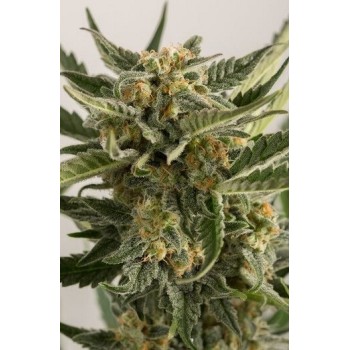 Lost Coast Skunk AUTO - Humboldt Seed Organization femminizzati Humboldt Seed Organization €27,00