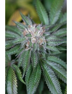 Master Kush - Humboldt Seed Organization femminizzati Humboldt Seed Organization €26,00