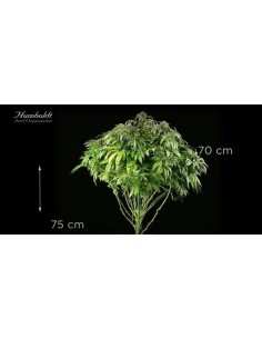 Master Kush - Humboldt Seed Organization femminizzati Humboldt Seed Organization €26,00 2
