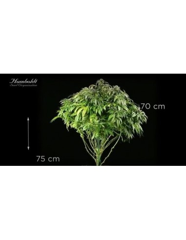 Master Kush - Humboldt Seed Organization femminizzati Humboldt Seed Organization €26,00