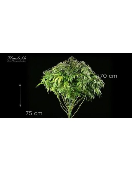 Master Kush - Humboldt Seed Organization femminizzati Humboldt Seed Organization €26,00