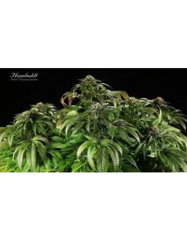 Master Kush - Humboldt Seed Organization femminizzati Humboldt Seed Organization €26,00