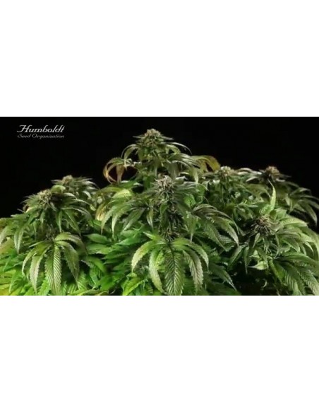 Master Kush - Humboldt Seed Organization femminizzati Humboldt Seed Organization €26,00