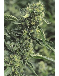 OG Kush - Humboldt Seed Organization femminizzati Humboldt Seed Organization €24,00