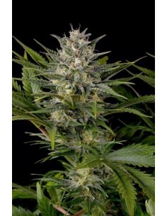 Pineapple Skunk - Humboldt Seed Organization femminizzati Humboldt Seed Organization €24,00