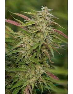 Purple Trainwreck - Humboldt Seed Organization femminizzati Humboldt Seed Organization €24,00