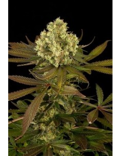 Sour Blueberry - Humboldt Seed Organization femminizzati Humboldt Seed Organization €21,00