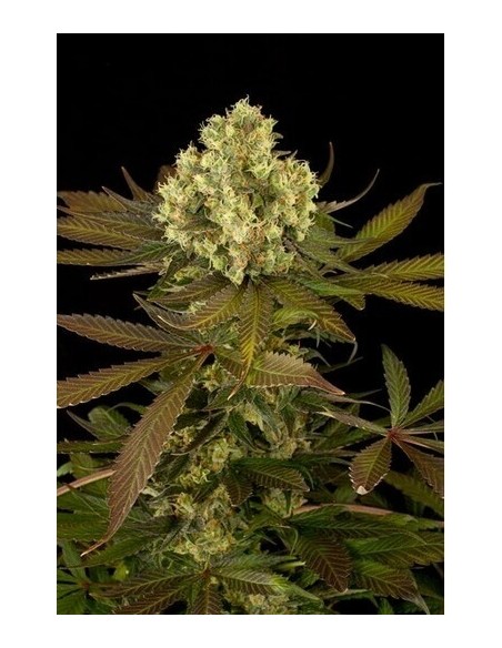 Sour Blueberry - Humboldt Seed Organization femminizzati Humboldt Seed Organization €21,00