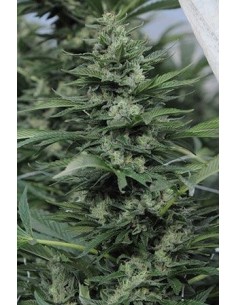 Sour Diesel 2 - Humboldt Seed Organization femminizzati Humboldt Seed Organization €24,00