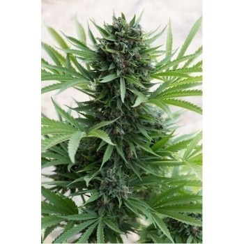 Sour Diesel AUTO - Humboldt Seed Organization femminizzati  €24,00