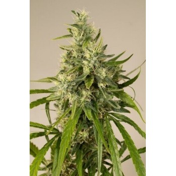 Trainwreck - Humboldt Seed Organization femminizzati Humboldt Seed Organization €25,00