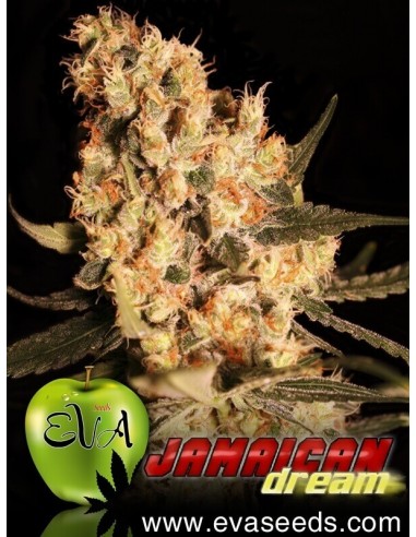 Jamaican Dream - Eva Seeds femminizzati Eva Seeds €58,00