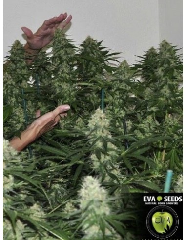 Jamaican Dream - Eva Seeds femminizzati Eva Seeds €58,00