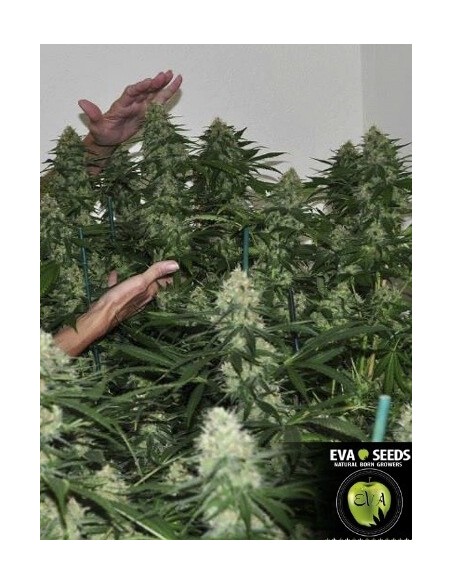 Jamaican Dream - Eva Seeds femminizzati Eva Seeds €58,00