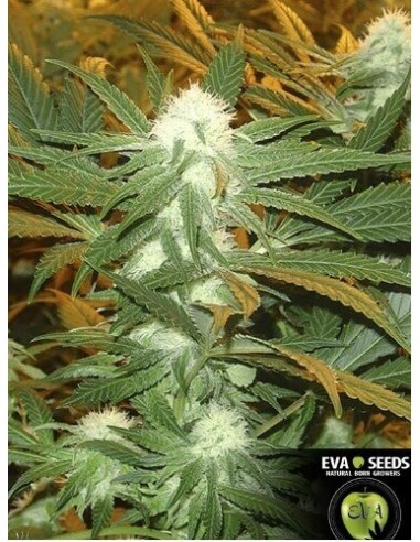 Jamaican Dream - Eva Seeds femminizzati Eva Seeds €58,00