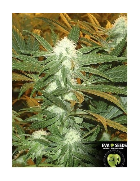 Jamaican Dream - Eva Seeds femminizzati Eva Seeds €58,00