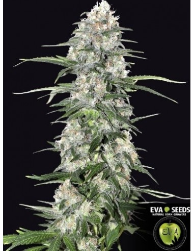 Jamaican Dream - Eva Seeds femminizzati Eva Seeds €58,00