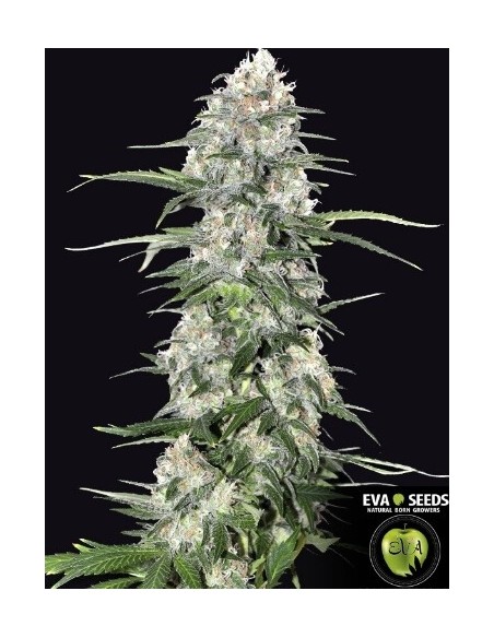 Jamaican Dream - Eva Seeds femminizzati Eva Seeds €58,00