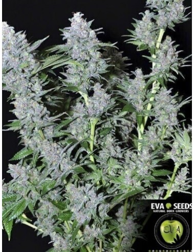 Missing in Barcelona - Eva Seeds femminizzati Eva Seeds €54,00